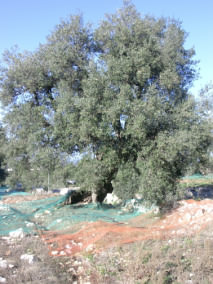 olivier-pouilles-decembre Olivier dans les Pouilles, au mois de décembre.